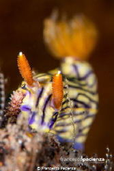 Hypselodoris zephira by Francesco Pacienza 